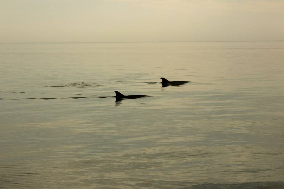 дельфины.jpg